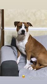 Amstaff maschio per monta