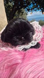 Shih tzu con pedigree