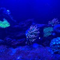 BST Chicago Bubble tip Anemone