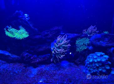 BST Chicago Bubble tip Anemone