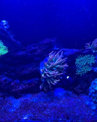 BST Chicago Bubble tip Anemone