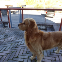 Stallone Golden retriever americano 100% 4anni