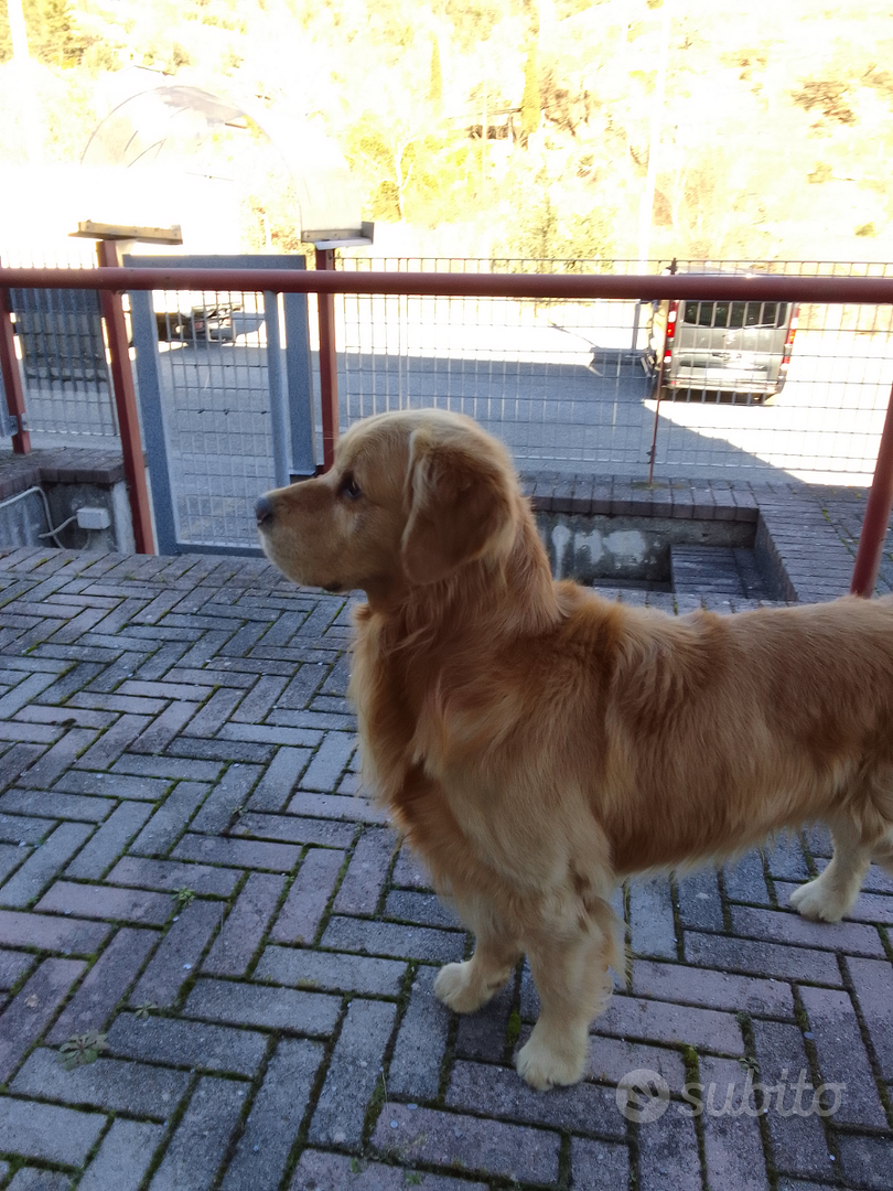 Stallone Golden retriever americano 100 4anni Animali In