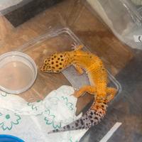 Geco leopardino