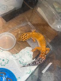 Geco leopardino
