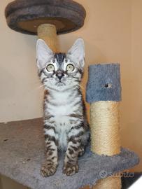 Bengala silver Charcoal Maschietto