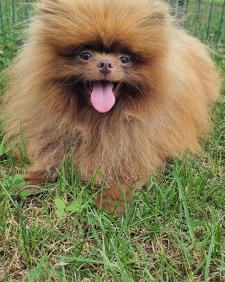 Volpino della Pomerania
