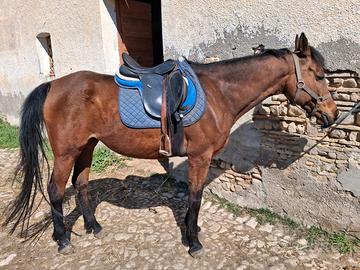 Cavallo