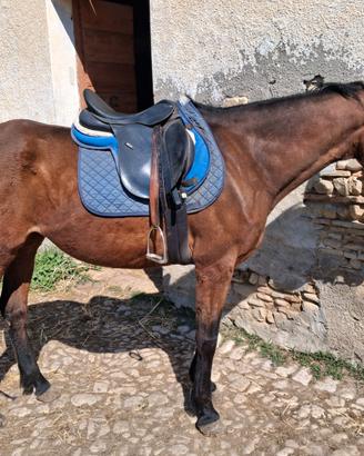 Cavallo