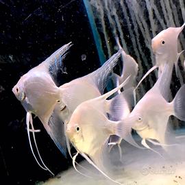 Scalare total white pinne riflessi azzurri