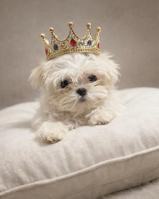 Cuccioli maltese coreano