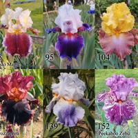 rizomi iris germanica gaggioli. vari colori