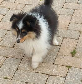 Pastore SHETLAND IL PICCOLO LASSIE NANO