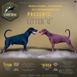 Cuccioli di Dobermann selezionati
