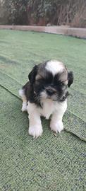 Cuccioli di Shih tzu