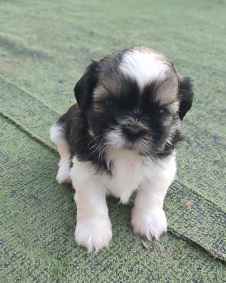 Cuccioli di Shih tzu