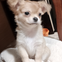 Cucciola chihuahua