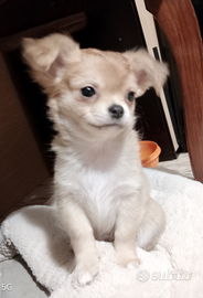 Cucciola chihuahua