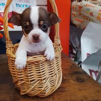 Chihuahua mini toy bianco è cioccolato