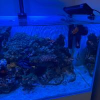 Acquario marino completo
