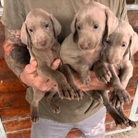 Cuccioli di Bracco di Weimaraner