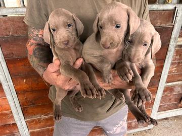 Cuccioli di Bracco di Weimaraner