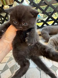 British shorthair total black