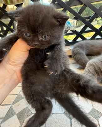British shorthair total black