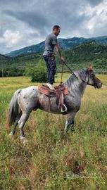 Cavallo castrone