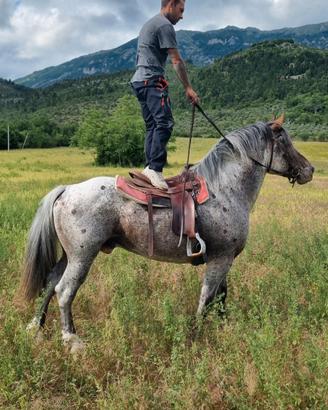 Cavallo castrone