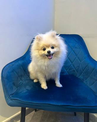 Spitz di Pomerania maschio