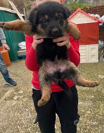 Cuccioli di pastore tedesco