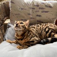 Cucciolo di gatto bengala di sei mesi maschio