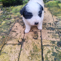 Cuccioli Pastore Maremmano