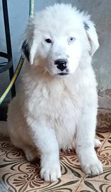 Cuccioli inc Terranova
