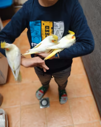 Pulli di pappagalli alopsiti docili e riproduttori