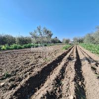 Terreno agricolo - San Benedetto del Tronto