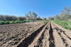 Terreno agricolo - San Benedetto del Tronto