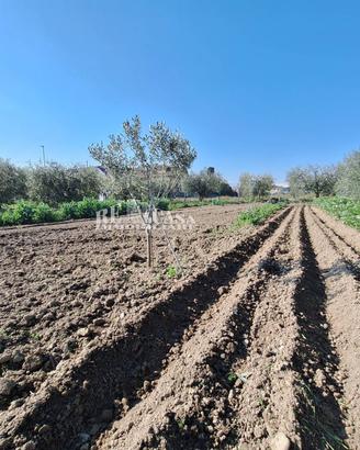 Terreno agricolo - San Benedetto del Tronto