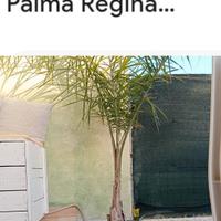 Pianta  Palma Regina 