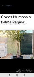 Pianta  Palma Regina 