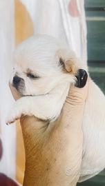 Cucciola di chihuahua