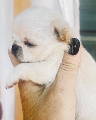 Cucciola di chihuahua