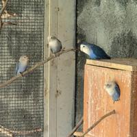 Inseparabili roseicollis mutati