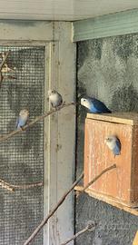 Inseparabili roseicollis mutati