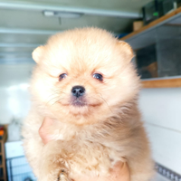 Volpini di Pomerania