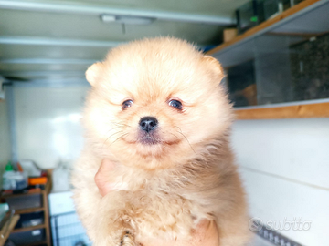 Volpini di Pomerania