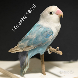 Inseparabili Fischer