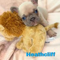 Bulldog Francese Esotici Lilac Fawn