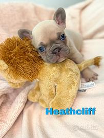 Bulldog Francese Esotici Lilac Fawn